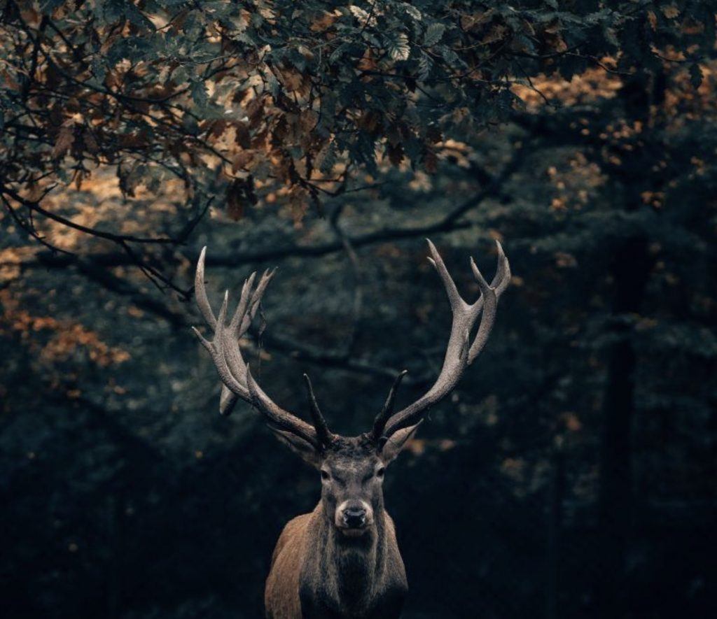 Wild-Deer